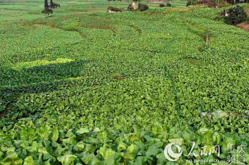 Ƭ^켾(ji)L(fng)(d)־(qing) S z