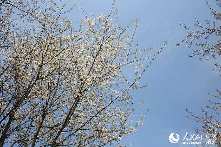 山^(q)ʢ(zhn)ɽf(wn)Ұѻӭ`W(wng) z