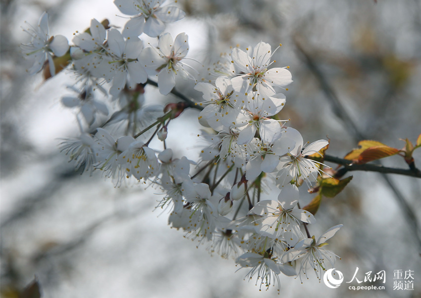 山^(q)ʢ(zhn)ɽfҰѻӭ`W(wng) z