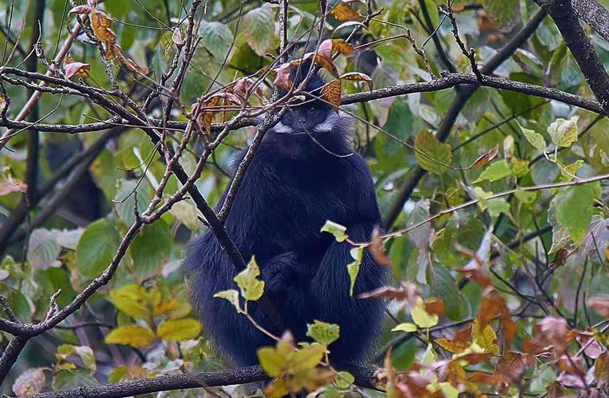 ~ؑcɽҼȻo^(q)ֹD