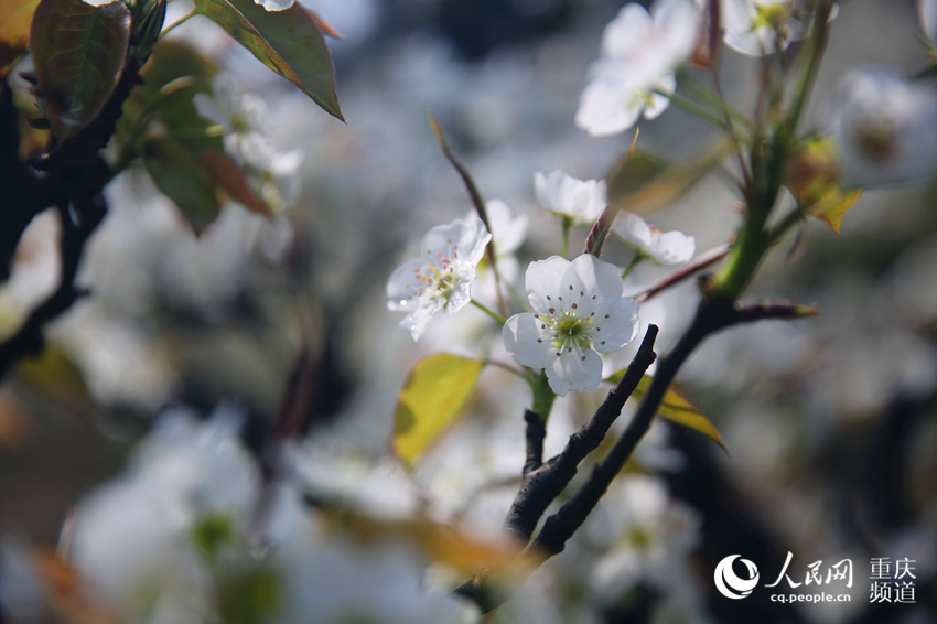 山^(q)(zhn)ţƺf(wn)滨(jng)`W(wng) z