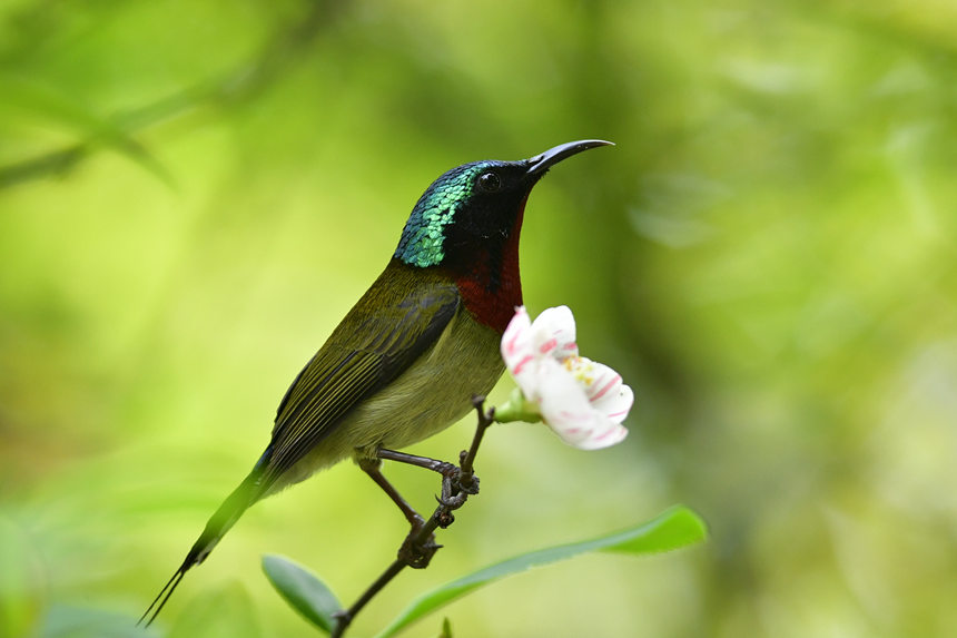 ɽֲ@(ni)ĔzĸNBĂz