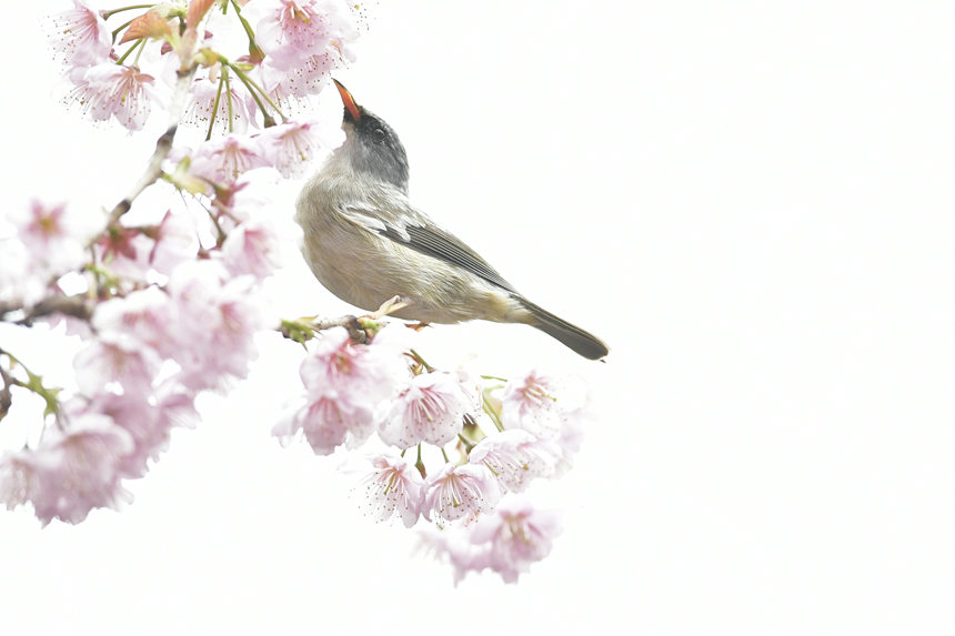 ɽֲ@(ni)ĔzĸNB(nio)Ăz