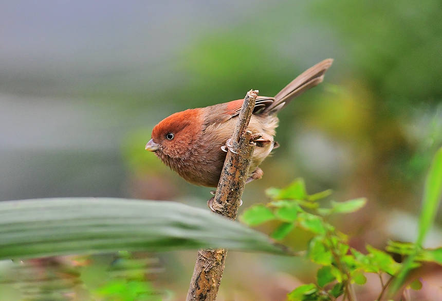 ɽֲ@(ni)ĔzĸNB(nio)Ăz