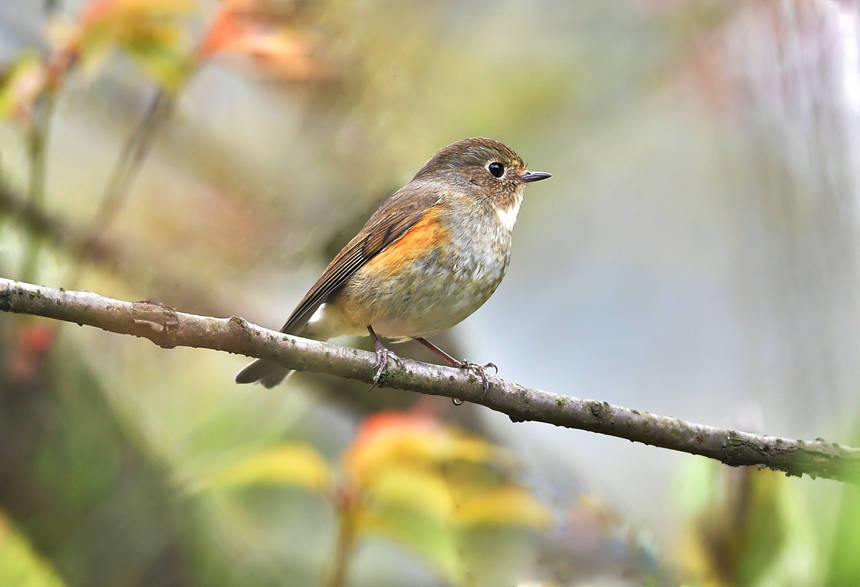 ɽֲ@(ni)ĔzĸNB(nio)Ăz