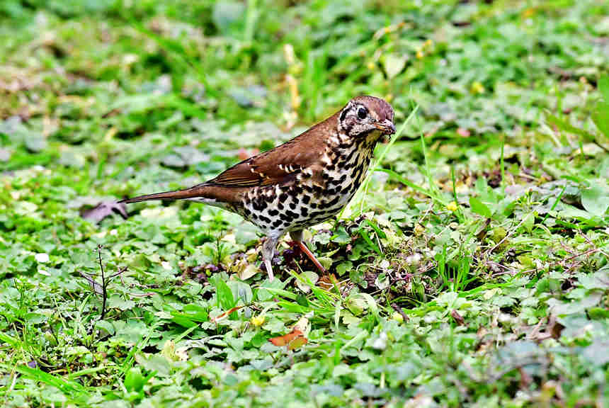 ɽֲ@(ni)ĔzĸNBĂz