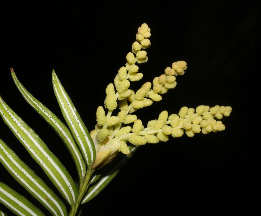 뻨ɼؑcꎗlXҼȻo^(q)ֹD