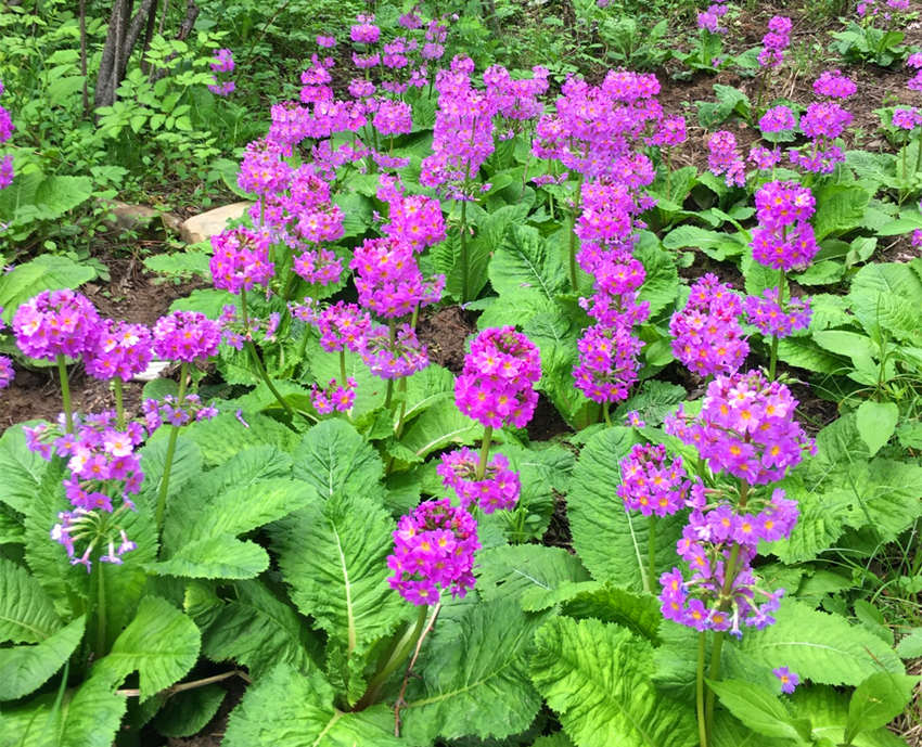 ؑcꎗlX(gu)Ҽ(j)Ȼo(h)^(q)l(f)F(xin)Ĵ|_(ti)(bo)ư܊z