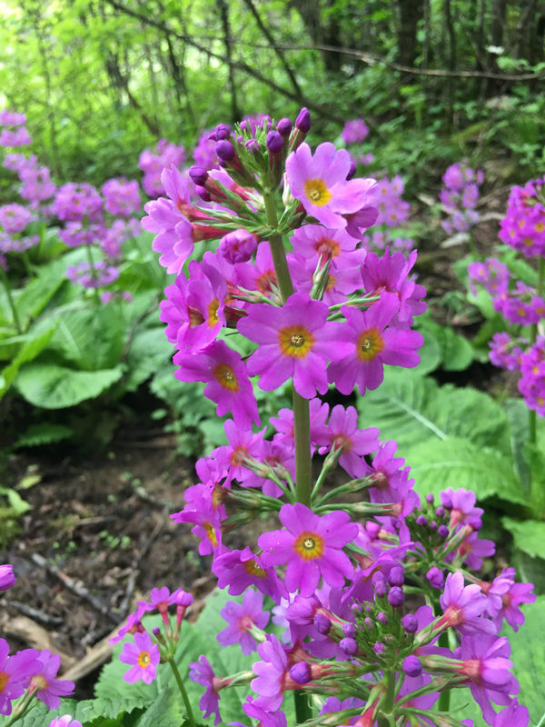 ؑcꎗlXҼȻo^(q)l(f)F(xin)Ĵ|_󴺡ư܊z