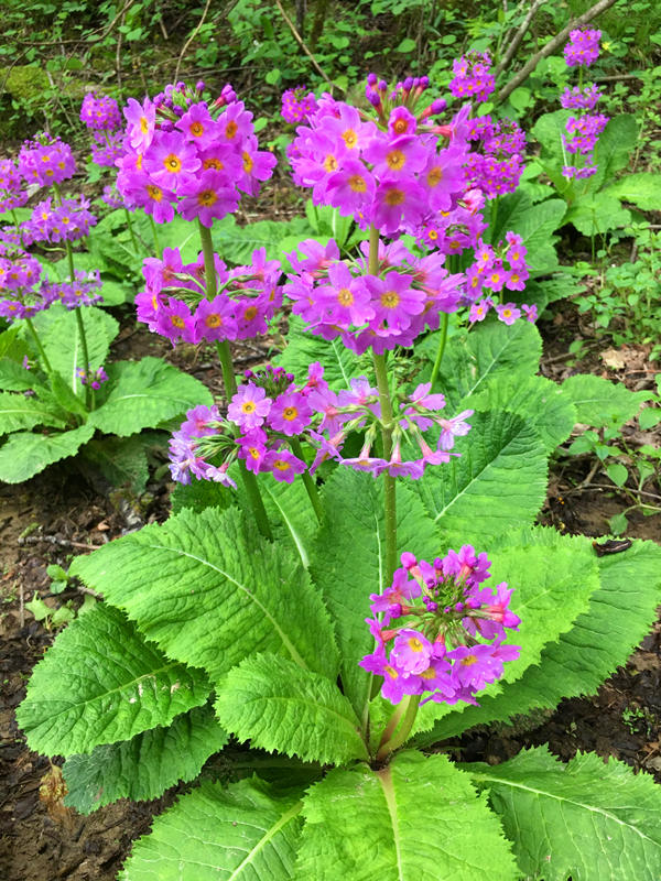 ؑcꎗlXҼ(j)Ȼo(h)^(q)l(f)F(xin)Ĵ|_(ti)(bo)ư܊z