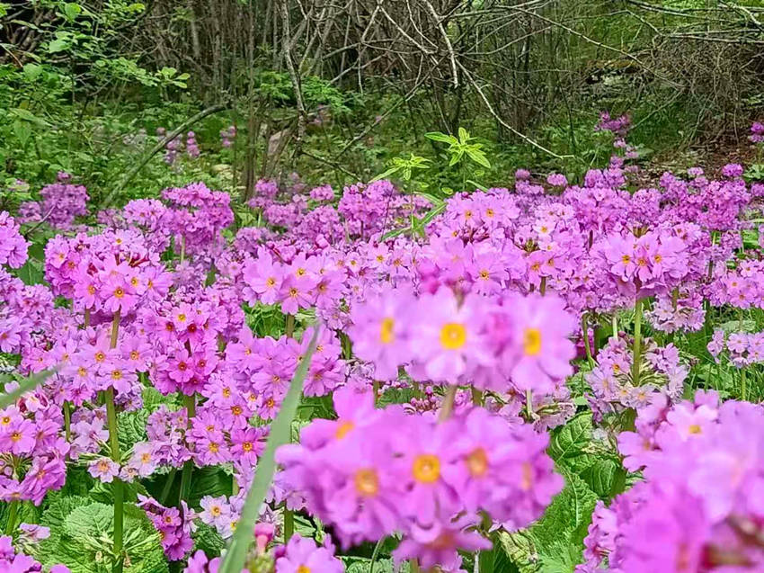 ؑcꎗlX(gu)Ҽ(j)Ȼo(h)^(q)l(f)F(xin)Ĵ|_(ti)(bo)ư܊z