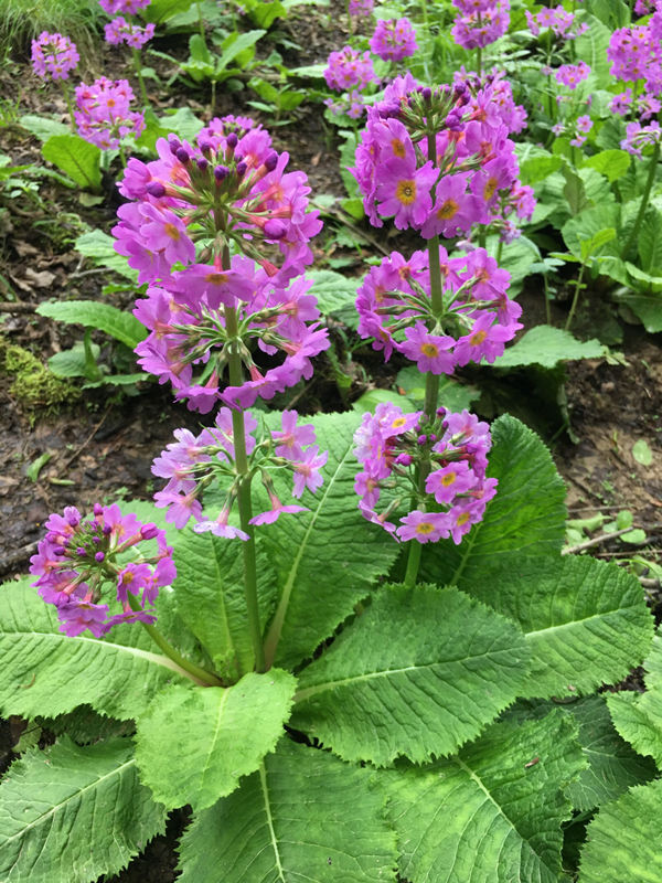 ؑcꎗlXҼȻo(h)^(q)l(f)F(xin)Ĵ|_(bo)ư܊z