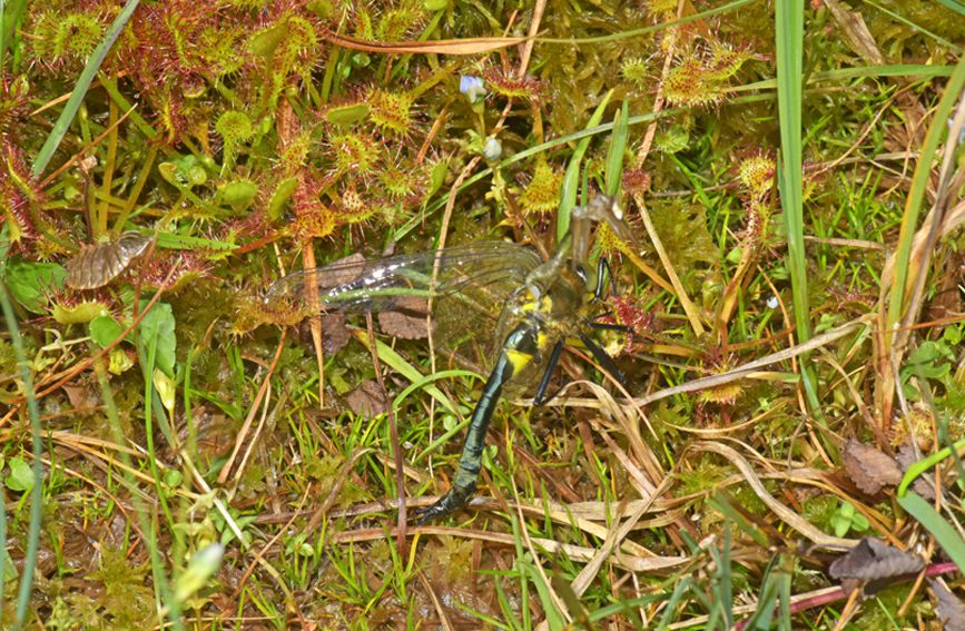 A~é˲ʳѡؑcҼȻo(h)^(q)̎D