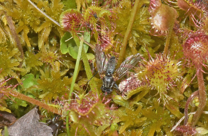 A~é˲ʳnωؑcҼȻo(h)^(q)̎D