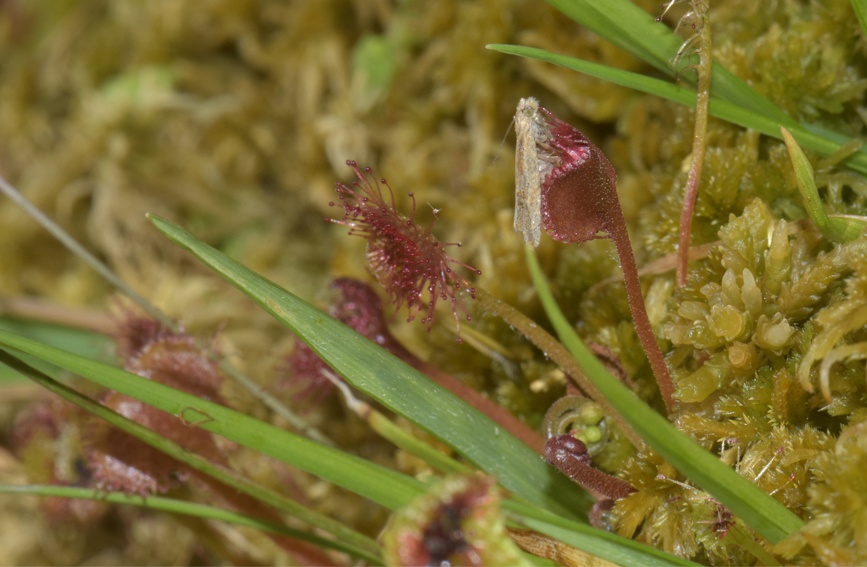 A~é˲ʳؑcҼȻo(h)^(q)̎D