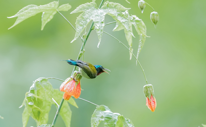 β̫Bؑcϴ^(q)ɽ¾^(q)g衱z