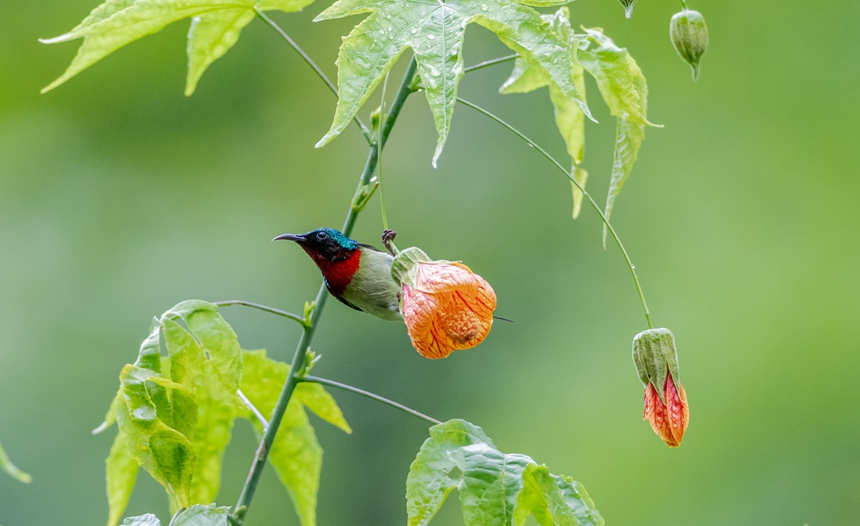 β̫(yng)B(nio)ؑcϴ^(q)ɽ¾^(q)g衱z