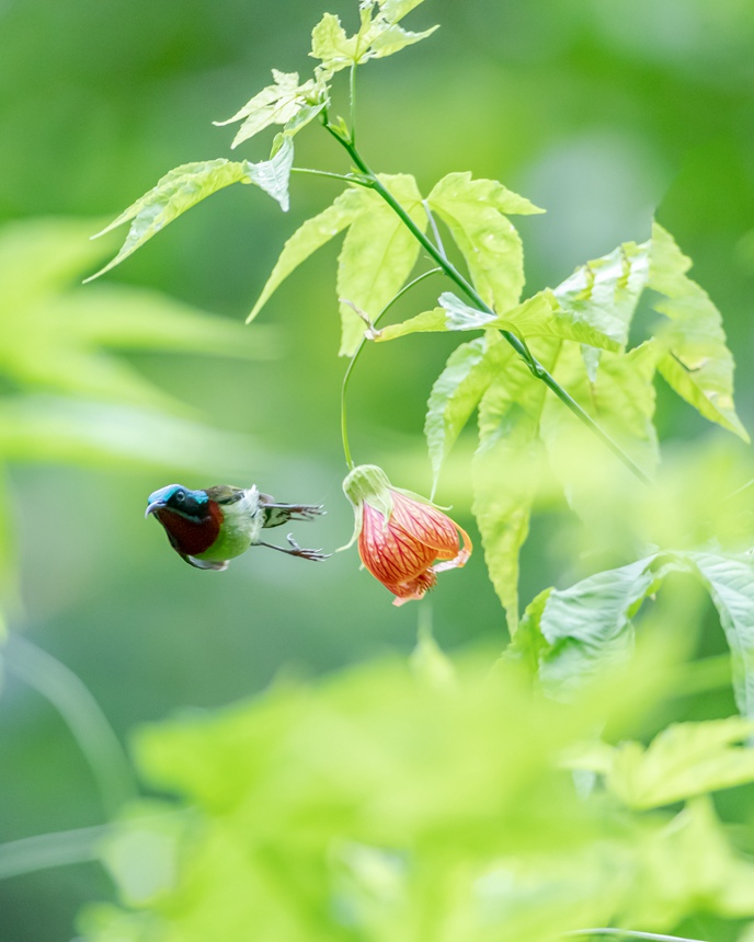 β̫Bؑcϴ^(q)ɽ¾^(q)g衱档z