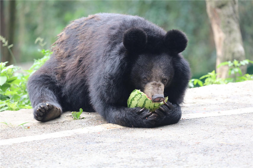 ܴڳԹϣBƤʣɽ z