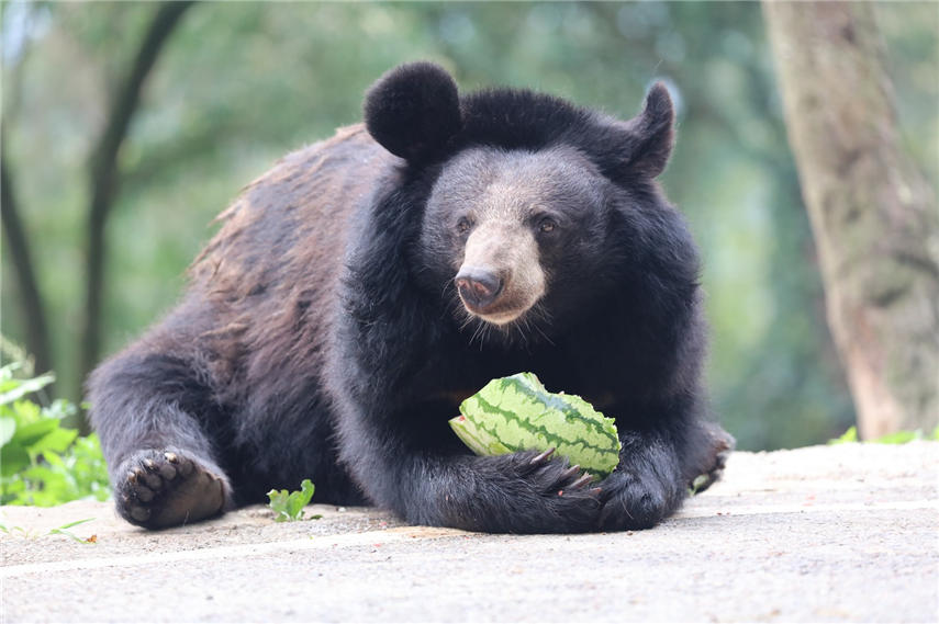 ܴڳԹϣBƤʣɽ z