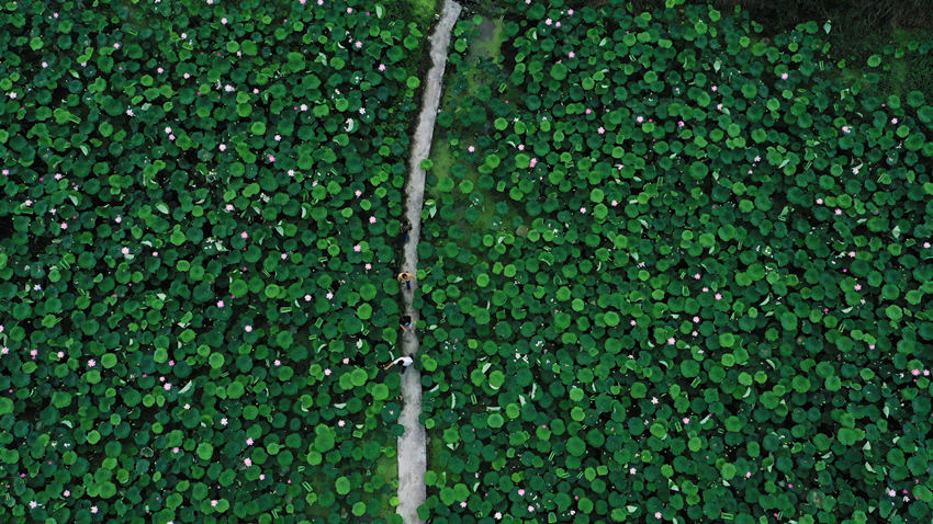 Ƚcһ鿴ɏL(zhng)(sh)Ψz