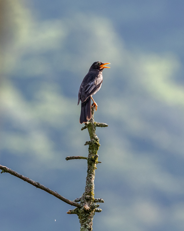 ؑcϴ^(q)l(xing)gĔzB(nio)z