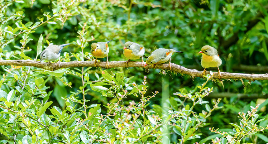 ؑcϴ^(q)l(xing)gĔzBz