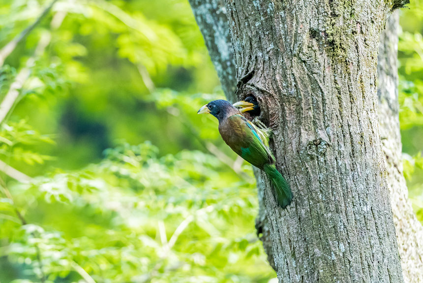 ؑcϴ^(q)l(xing)gĔzBz