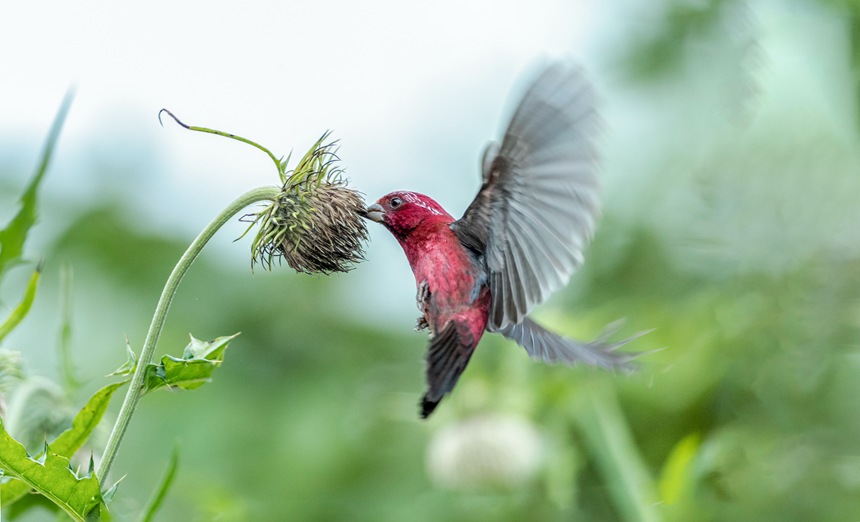 ؑcϴɽwľƼtȸz