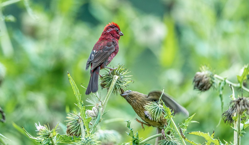 ؑcϴɽwľƼtȸz