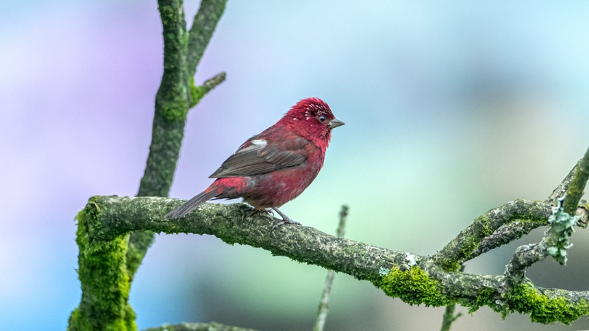 ؑcϴɽwľƼtȸz