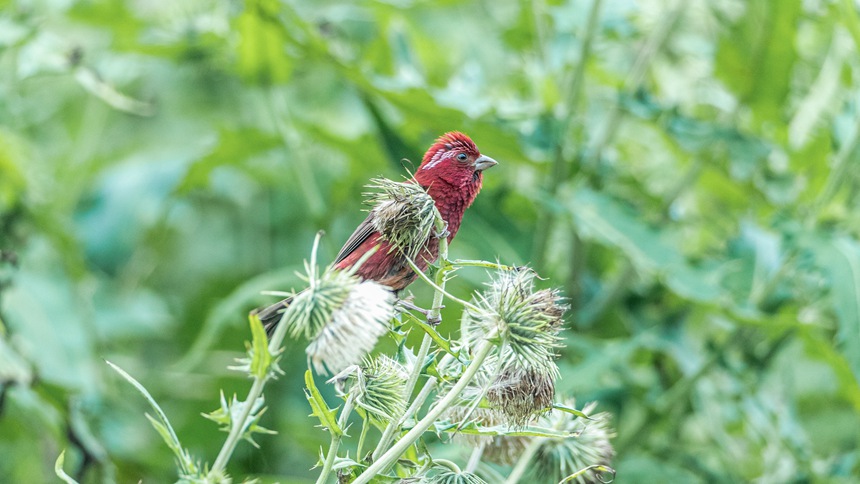 ؑcϴɽwľƼtȸz