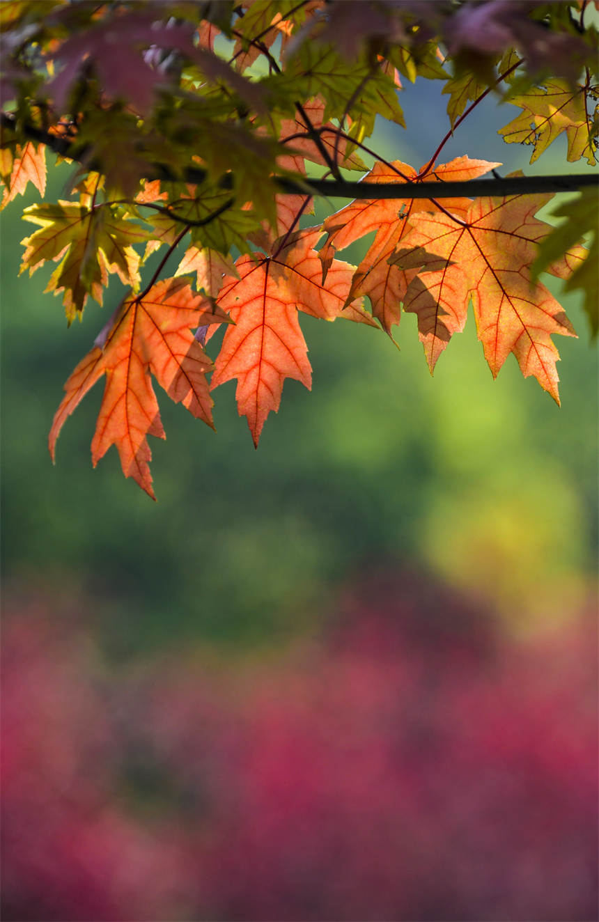 VꖍuǄ(chung)B(ti)޾ӡz