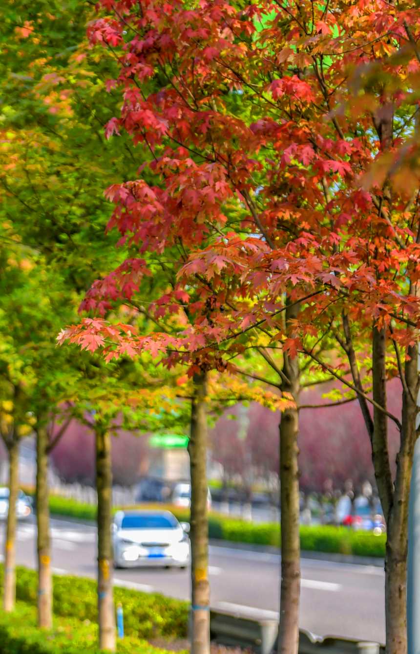 VꖍuǄ(chung)B(ti)޾ӡz