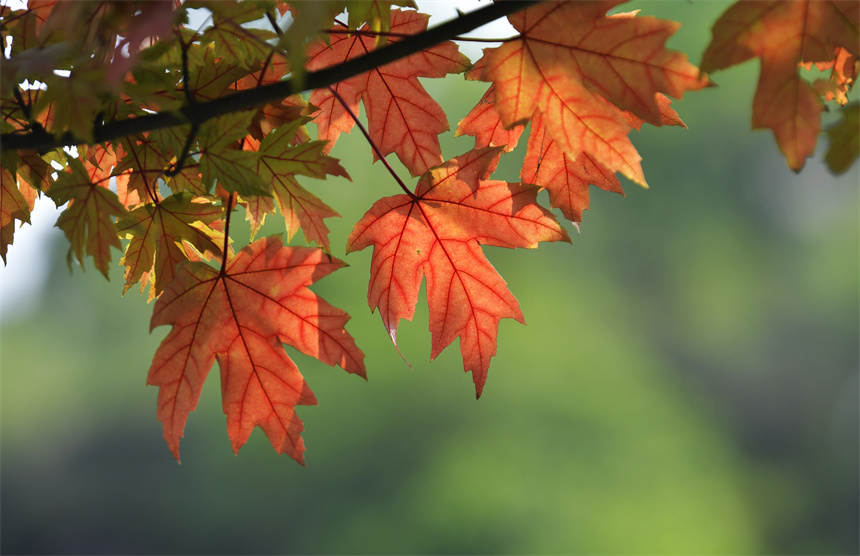 VꖍuǄ(chung)B(ti)޾ӡz