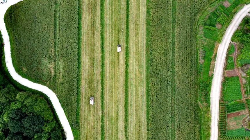 航拍江小白高粱產(chǎn)業(yè)園。朱勁松攝