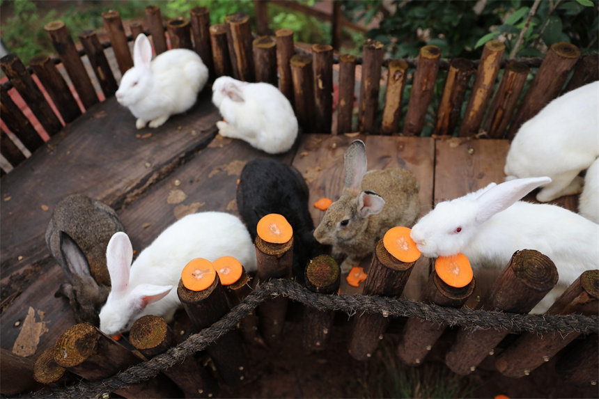 B(yng)TСͶʳӂġ}ɽܔz