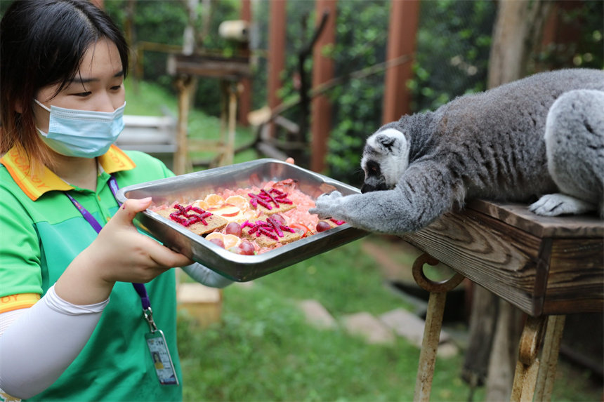 環(huán)尾狐猴也吃到了特殊定制的“花式水果月餅”。王成杰攝