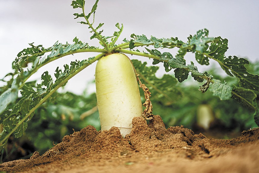 919(ni)ɹŞmɳĮɳĮԇл}ɳĮбŰl(f)˳(li)