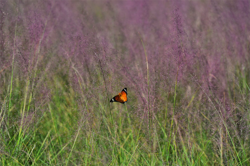 VꖍuB(ti)ޏ(f)^(q)pӯVķ˝Mһ@ͮz