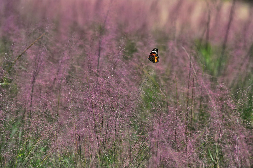 ΢L(fng)^pӯĻSL(fng)裬ꇷɫz