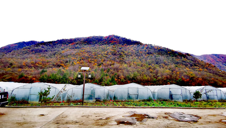 ǿڿhl(xing)ƺ߲˴SMz