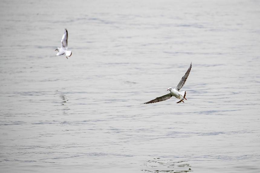 ؑcTɽR̎ӭttgz