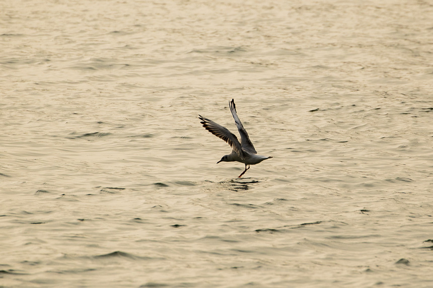 ؑcTɽR̎ӭ(li)ttgz