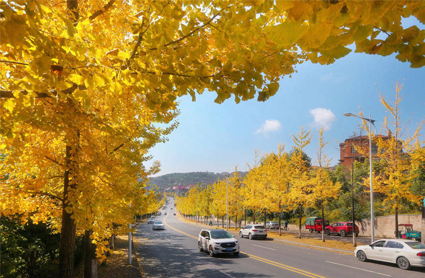 仙女鎮(zhèn)銀杏大道，車行其間令人心動。武隆景區(qū)供圖