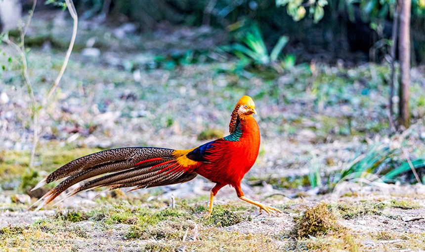 tBڽɽȻo(h)^(q)eͥŲz