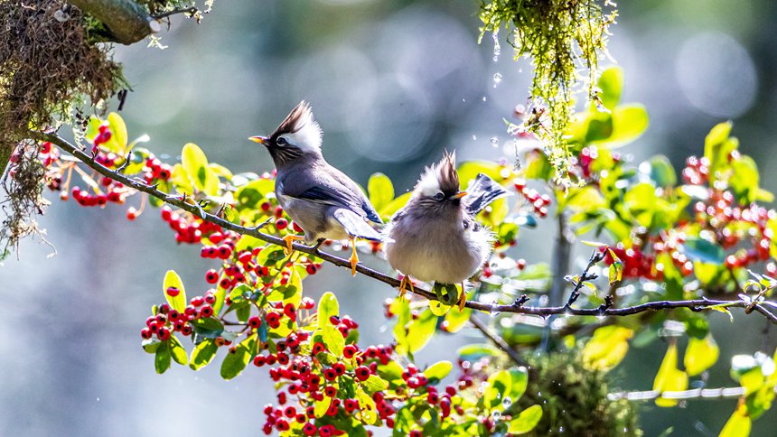 ɽȻo(h)^(q)(ni)İI(lng)L(fng)z