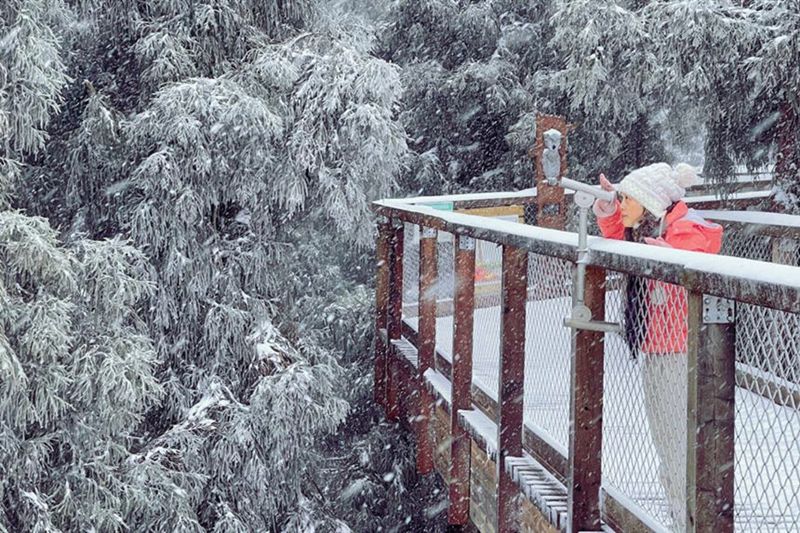 游客在仙女山樹(shù)頂漫步游玩。武隆景區(qū)供圖