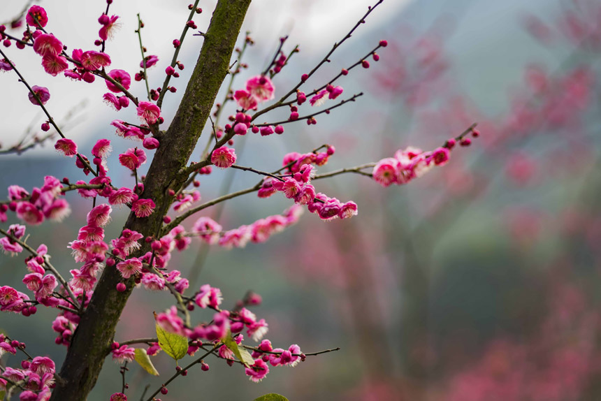 ֮ʹߡt÷Ȼ(li)鶬һĨtC(j)Ҳ(li)˴ϢSM(jn)z