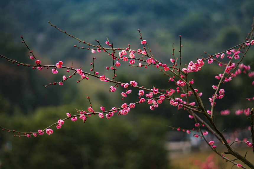 紅梅花兒綻放,靜靜釋放出沁人心脾的芳香。黃進(jìn)攝